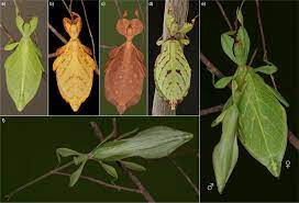 leaf insects phasmatodea phylliidae