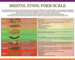 Bristol Stool Form Scale Poster By Galina Imrie Bristol