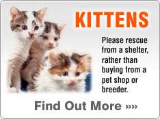 When it comes to kitten adoption, nowhere can offer you more choice than your local animal shelter. Rescue Kittens Needing Homes Adopt A Kitten Cat Chat