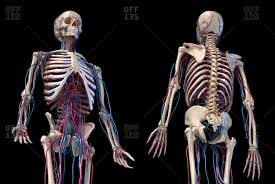 human internal body parts stock photos
