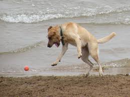 dog friendly beaches in michigan