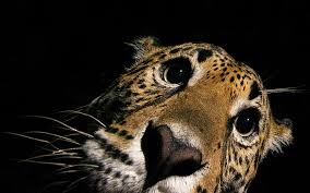 Aug 19, 2021 · jaguars are also larger and more heavily built than leopards. Alejandro Prieto S Jaguar Story Celebrates Mexico S Big Cats Sierra Club