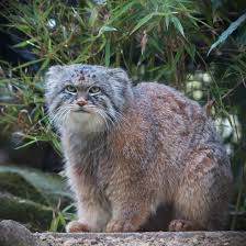 Together with petsmart charities, we help save over 1,500 pets every day through adoption. Pallas S Cat Wikipedia