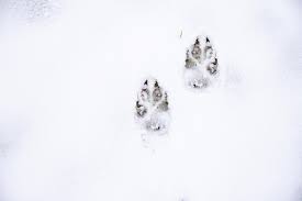 winter tracking tips for
