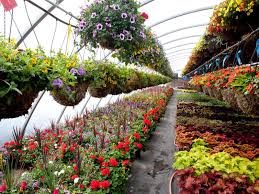 Plant Nursery For Profit