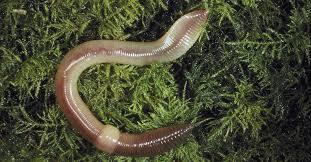 how to get rid of earthworms in your home