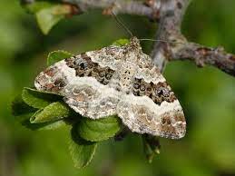 cornwall moths in the hedgerows at