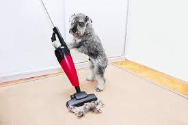 cleaning dog hair out of the carpet