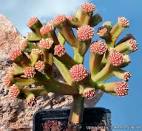 Resultado de imagem para crassula pyramidalis