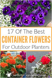 17 Best Flowers For Container Gardening