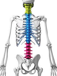 This article looks at the anatomy of the back, including bones, muscles, and nerves. Spine Anatomy Lumbar Spine Cervical Spine Thoracic Spine Discussion Kbni Houston Katy Woodlands Sugarland Texas Medical Center Tmc Spine Back And Neck Pain Information Blog Spine Heatlh Kraus Back