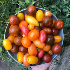 how to grow organic tomatoes including