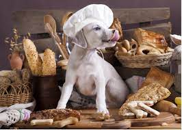 diffe kinds of grains your dog can eat