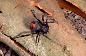 deadly redback spiders on the rise in