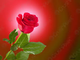 one red rose stock photo 45687