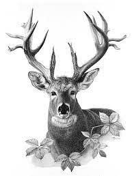 Deer Pencil Drawing Print Deer Art