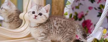 munchkin cat cat breed information