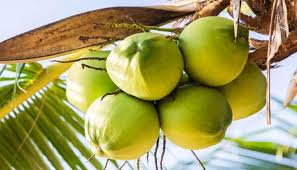 coconut Second World War Japan History Health care બીજા વિશ્વયુદ્ધમાં કોણે  ફેંક્યા હતા નારિયેળ બોમ્બ? કઈ રીતે નામ પડ્યું શ્રીફળ? જાણો નારિયેળ વિશે  મજાની વાત