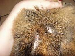 flea bites and hair loss