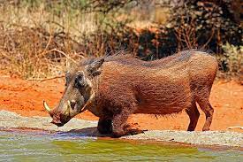 American Feral Pig v Common Warthog - Carnivora