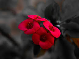 Red Follower Black Flower Gris Red