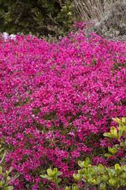 red wings creeping phlox phlox