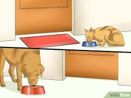 A disheveled cat might be missing patches of fur. How To Introduce An Older Cat To A New Dog 13 Steps
