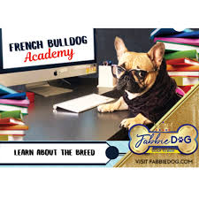 French Bulldog Academy