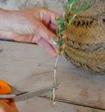 how-long-does-it-take-for-ice-plant-cuttings-to-root