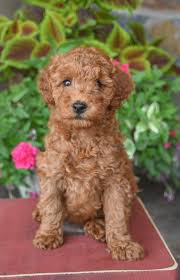 poodle miniature puppies