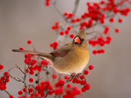desktop wallpaper winter birds