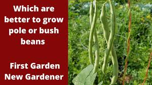 bush beans or pole beans is one better