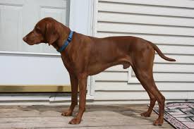Lancaster puppies advertises puppies for sale in pa, as well as ohio, indiana, new york and other. Vizsla Hunting Dogs For Sale