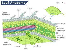 leaf anatomy structure layers and