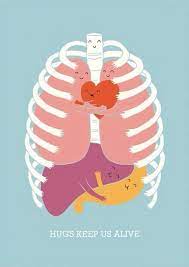 Internal organs icons and symbols vector illustration of human organs. Dondanial Auf Twitter Rib Cage Hug Lungs Hug Heart Hepar Hug Stomach Everyone Hug Hug Hug Http T Co 9hbg2cfeq8