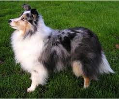 All tri puppies accept 2 of the girls are shaded sable. Puppyfinder Com Shetland Sheepdog Puppies Puppies For Sale Near Me In Howard Lake Minnesota Usa Page 1 Displays 10