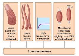 muscle and muscular contraction