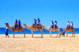 Appreciate the protected landscape of la rambla de this activity is not recommended for participants with back problems. Los Cabos Transfers Connect