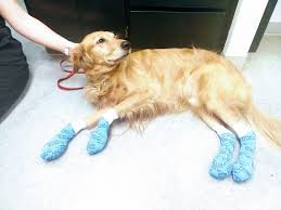 Click here to view golden retriever dogs in texas for adoption. Summer Heat Can Burn A Dog S Paw Pads People Com