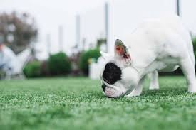 removing pet urine from artificial turf