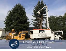 Plus, trees can be incredibly heavy, much heavier. Request Your Free Estimate Calgary Arborists Tree Pruning Removal
