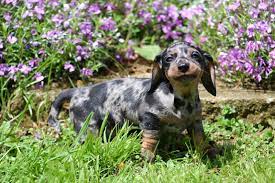 dachshunds availabledachshund puppies