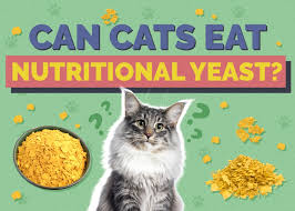 can cats eat nutritional yeast vet