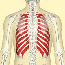 Pain below the rib cage may be caused by organs in the chest cavity (which are protected by your ribs) or ones just below it. Breath Voicescienceworks