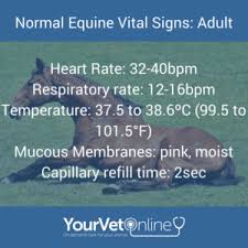 Colic In Horses Vital Signs Normal Vital Signs Colic