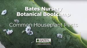 Common Houseplant Pests Bates Nursery