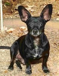 Book with our pet friendly guarantee and get help from our canine concierge! Dachshund Chihuahua Mix Chiweenie Dog For Adoption Charlotte Nc All Supplies Included Adopt Georgie