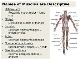 Associating the muscle's characteristics with its name will help you learn and remember them. Ppt Names Of Muscles Are Descriptive Powerpoint Presentation Free Download Id 2017536