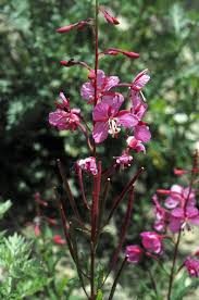 Onagraceae in Flora of China @ efloras.org