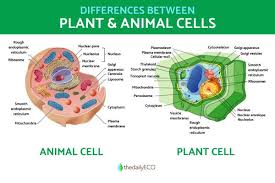 and plant cells